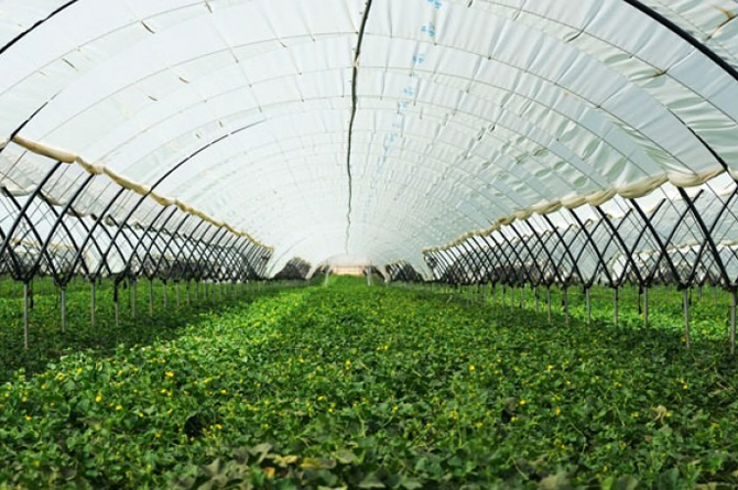 La agricultura se mantendrá como el principal motor económico de la Región