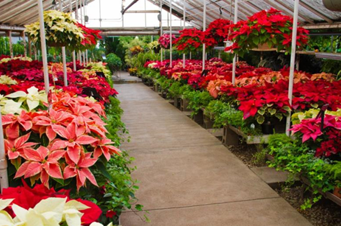 Producci&oacute;n de flores de pascua en invernadero
