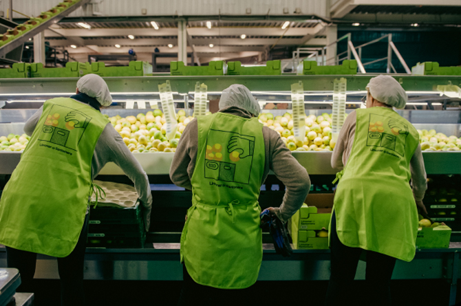 Trabajadoras de El limonar de Santomera seleccionan producto
