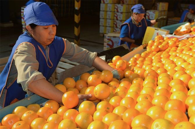 Naranjas argentinas. Imagen: peri&oacute;dico Clar&iacute;n