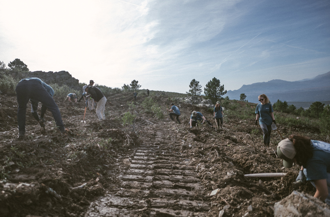 Plantaci&oacute;n de &aacute;rboles como sumideros de CO2