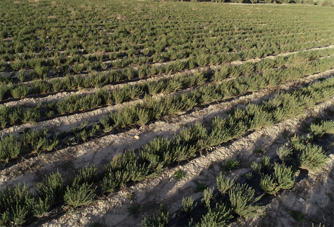 Plantación de tomillo rojo de en Granada