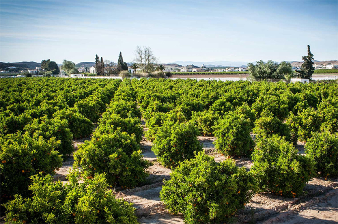 Las sociedades agrarias de transformaci&oacute;n forman parte de la conocida como econom&iacute;a social