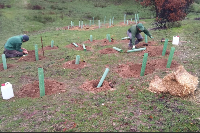 Hefame reforesta bosques afectados por los incendios