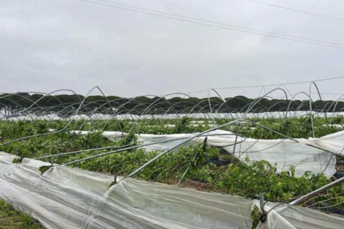 Las sucesivas borrascas hunden a la mitad las exportaciones de fresa y otros frutos rojos