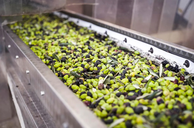 La exportaci&oacute;n regional de aceite de oliva crece por encima del 70%