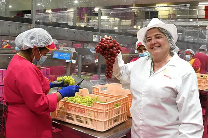 Fina Mena, directora comercial de Moyca Grapes