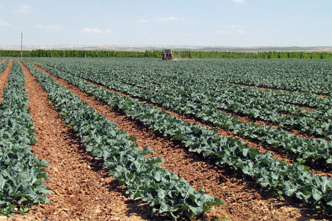Campo de brócoli