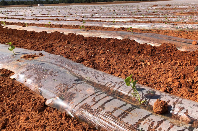 Plantación de melones en el campo al aire libre