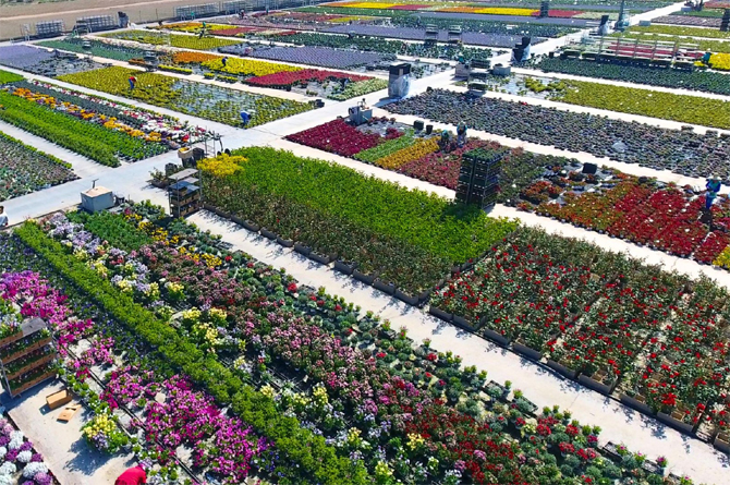 Imagen de Viveros Bermejo, en Totana