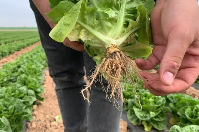 Lechuga afectada por hongos