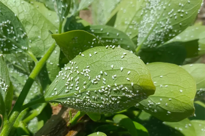 Holas plagadas de mosca blanca