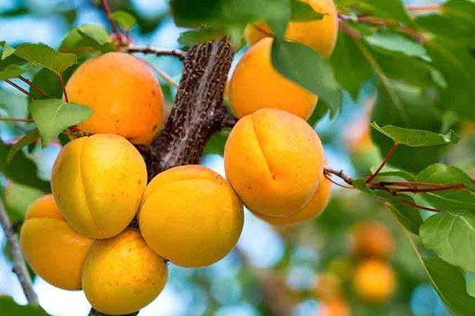 Comienza en la Región la recolección de fruta de hueso temprana