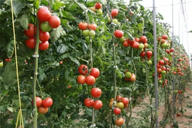 Los productores de tomate, abandonados por la política comercial de la UE