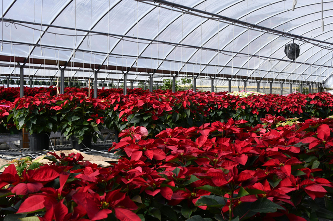 La Regi&oacute;n de Murcia es l&iacute;der en la producci&oacute;n de flor de pascua