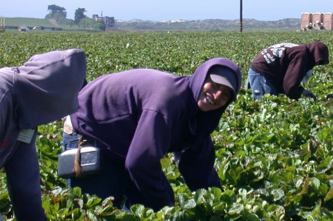 La comunidad marroqu&iacute; en la Regi&oacute;n aporta gran parte de la mano de obra de la agricultura