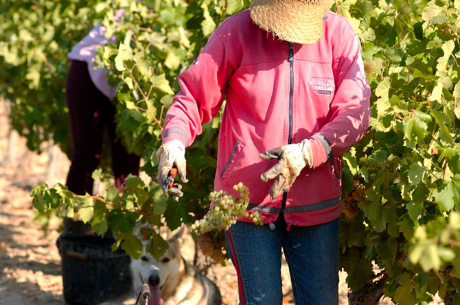 La Comunidad convoca 1,2 millones de euros en ayudas para la cosecha en verde y reducir producción