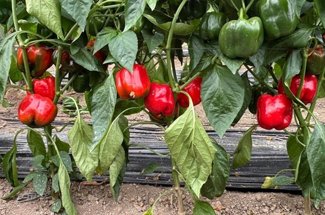 El pimiento Kostantine F 1 (nuevo California rojo) se abre hueco en el Campo de Cartagena