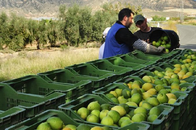 El a&ntilde;o arranca con ca&iacute;das en las exportaciones hortofrut&iacute;colas, aunque aumentan su precio