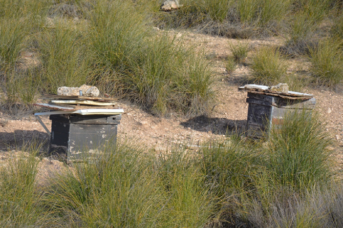 Colmenas en el Cerro del Carro, monta&ntilde;a situada en la pedan&iacute;a de los Royos, en Caravaca de la Cruz