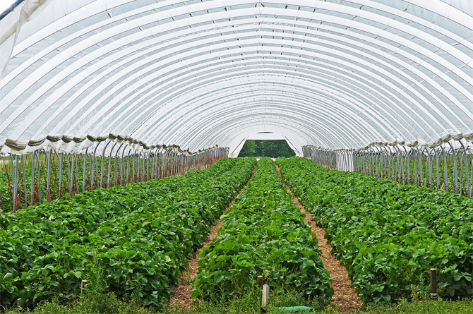 La producción de frutas y hortalizas alcanzó un valor de 20.909 M€, el 51% de la producción vegetal