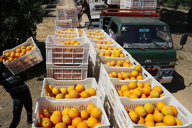 Recogida de limones en Egipto para ser exportados a España