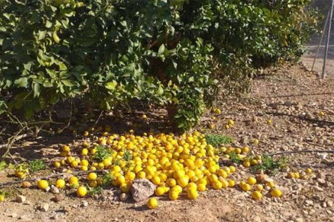Limones en el suelo por su poco valor en el mercado