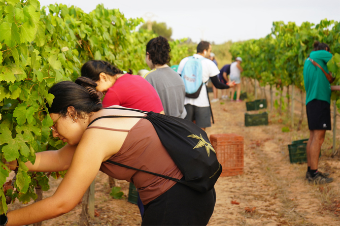 Imagen de archivo de estudiantes de la UPCT voluntarios en la vendimia del vino Tomás Ferro