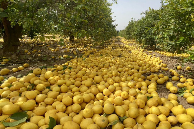 Limones en el suelo, no recogidos por exceso de producción