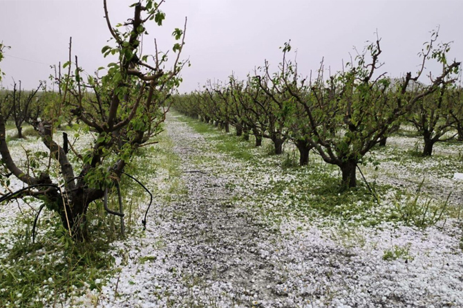 Árboles afectados por el granizo en Jumilla. Imagen: 7 días Jumilla