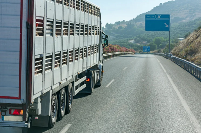 Camión de transporte de animales vivos