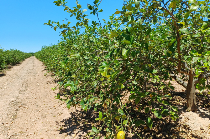 Campo de limoneros, una de las especies m&aacute;s afectadas por la clorosis