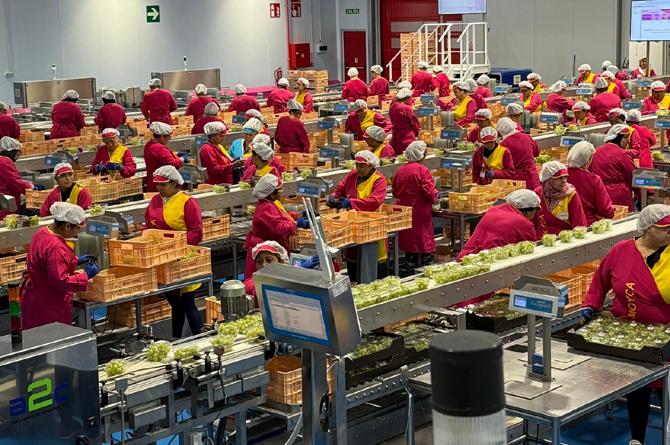 Moyca inicia la contratación de más de 6.000 personas para la campaña de este año