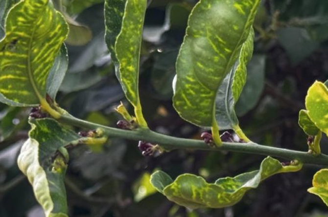 Asaja detecta los primeros limoneros con el virus de la clorosis nervial en la Región y exige medidas urgentes