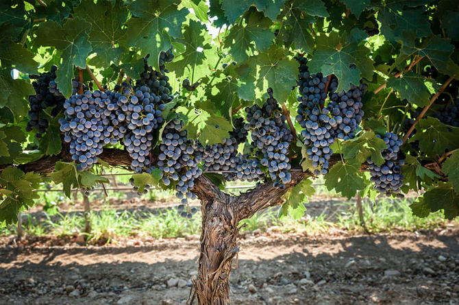 La Región exporta de los vinos más baratos de España: 1 euro/litro
