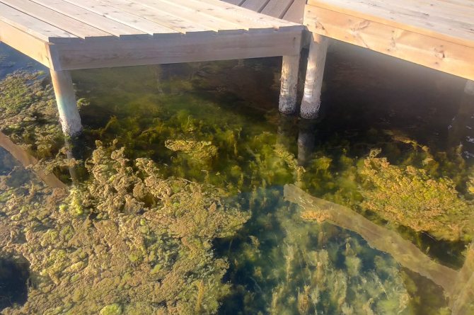 Biomasa vegetal flotante en el Mar Menor, una de las líneas de investigación