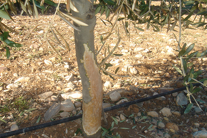 Da&ntilde;os causados por conejos en un tronco de olivo
