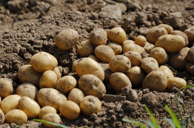 Los productores de patata recuperan superficie cultivable y frenan el aumento de las importaciones