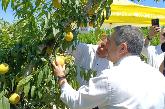 El melocotón de la IGP de Cieza inicia su cuarta campaña con más de 4.000 toneladas y el doble de hectáreas de cultivo