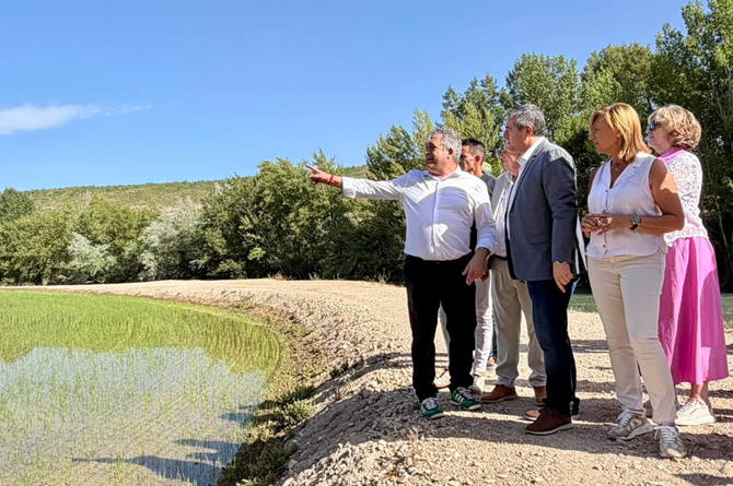 Los arroceros de Calasparra prevén cosechar tres millones de kilos