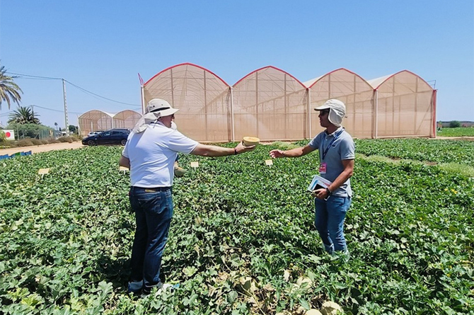 La Región de Murcia vuelve a convertirse en la capital mundial del melón