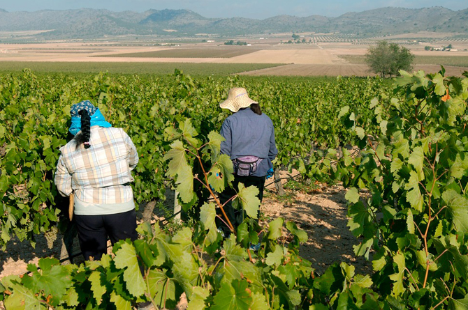 Trabajo en un vi&ntilde;edo