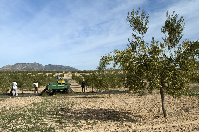Agricultores trabajando en un cultivo de secano