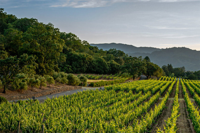 Viñedos de las zonas altas de Jumilla