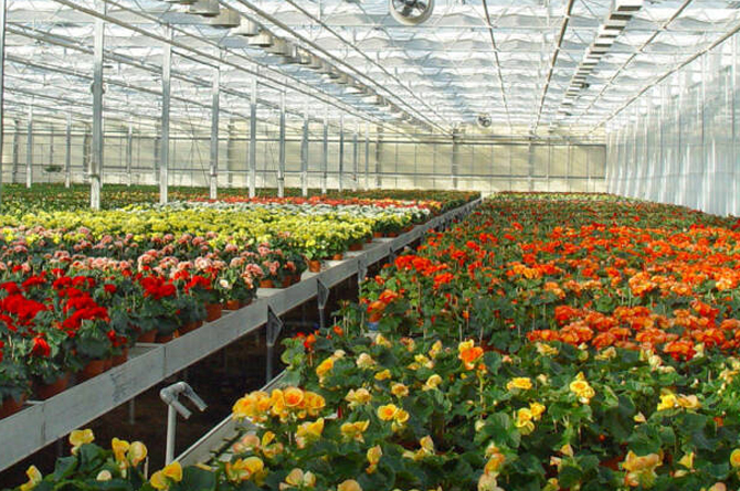Vivero de flores en Canara, Cehegín