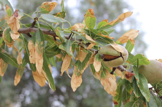 Almendro afectado por la Xylella fastidiosa