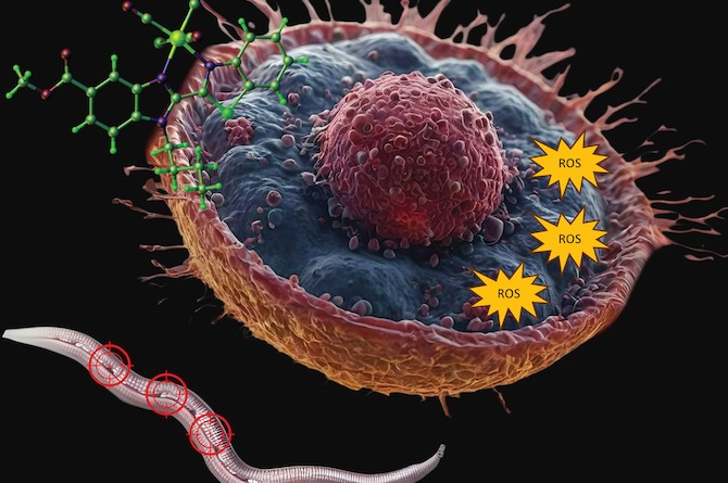 Imagen a través del microscopio del modelo C. elegans,