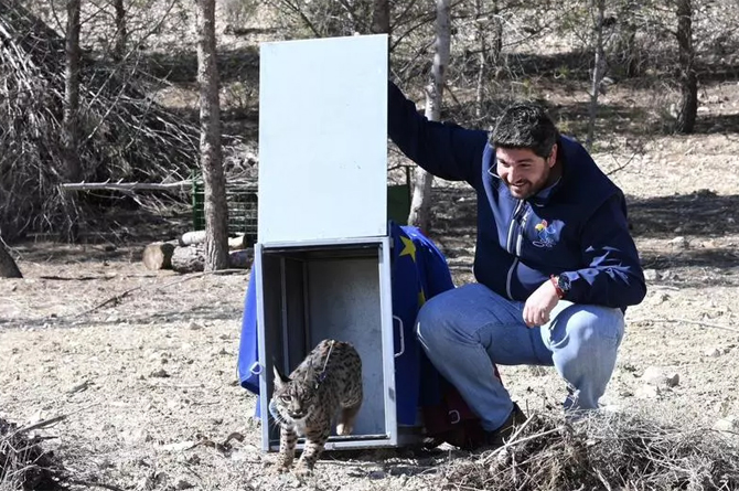 López Miras pone en libertad un lince ibérico