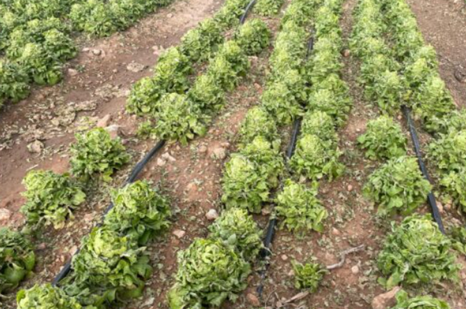 Plantación de lechugas afectadas por el granizo