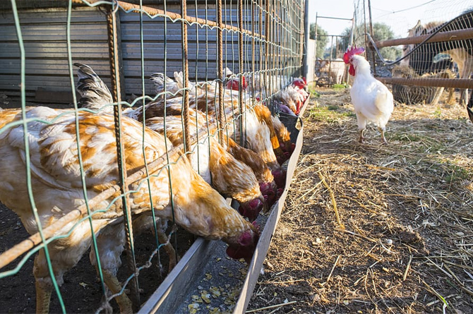 La UE autoriza importar de Ucrania un 30% más de carne de ave y multiplicar por tres la de huevos